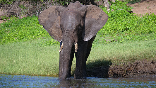 湖中大象饮用水蓝色乡村天空晴天动物绿色树干反射野生动物荒野图片