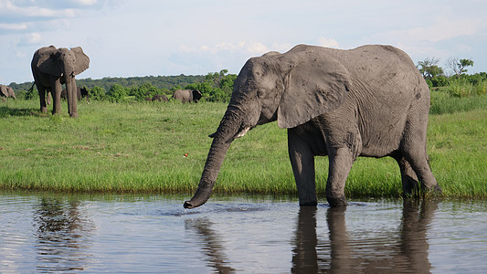 湖中大象饮用水荒野动物树干晴天绿色野生动物蓝色乡村反射天空图片