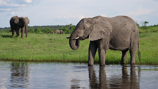 湖中大象饮用水树干荒野天空乡村野生动物反射动物晴天蓝色绿色图片