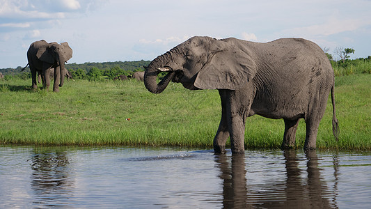 湖中大象饮用水动物树干绿色荒野乡村蓝色反射野生动物天空晴天图片