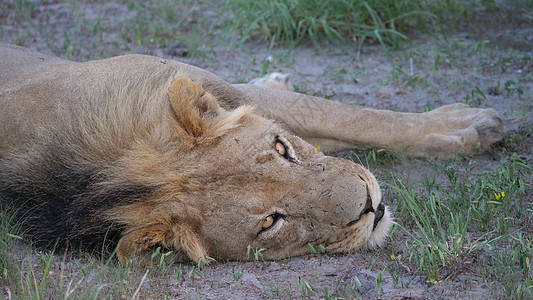 中卡拉哈里狩猎保留地的雄狮狮子野生动物中央动物图片