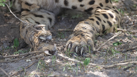 中部卡拉哈里狩猎保护区的Cheetah爪图片