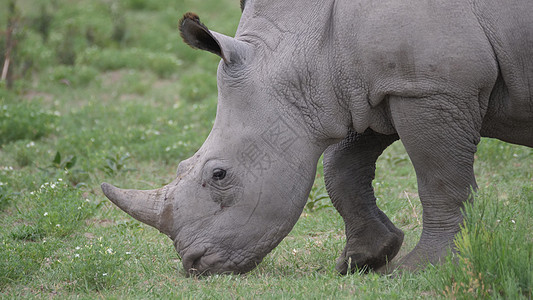 在保护区放牧的Rhino青年图片
