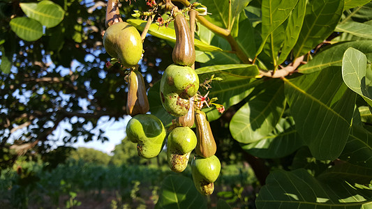 辛道山峰周围的腰果树水果自然腰果食物图片
