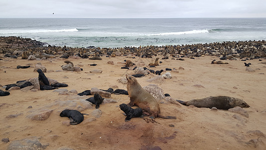 Cape Cross的密封殖民地黑色海豹十字海狗动物野生动物海浪婴儿团体斗篷图片