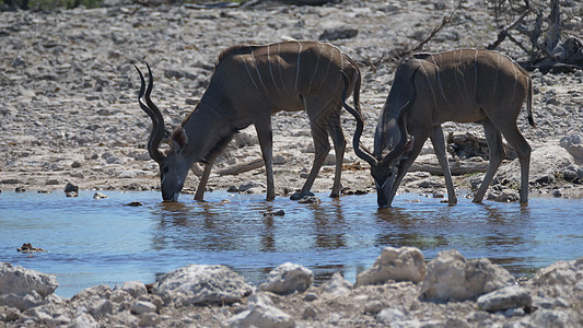 喝两杯酒荒野岩石晴天动物场地野生动物男性哺乳动物池塘公园图片