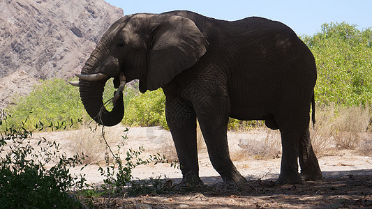 影子大象吃东西动物阴影灰尘哺乳动物树枝晴天野生动物荒野衬套河床图片