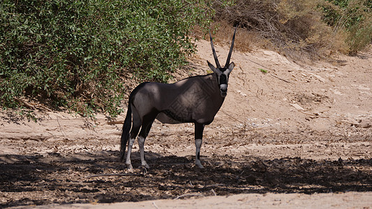 Gemsbok 站在树荫下沙漠灰尘晴天河床羚羊寻味哺乳动物环境野生动物荒野图片