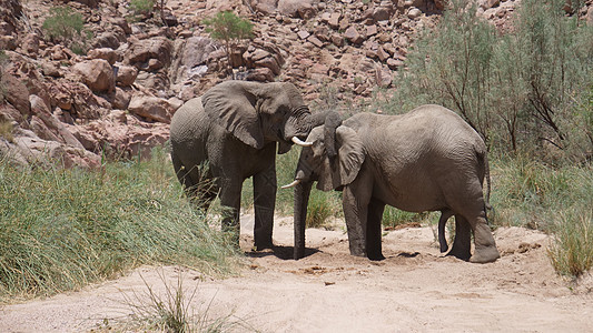 两头大象用树干拥抱对方荒野哺乳动物动物林象晴天水坑河床沙漠野生动物图片