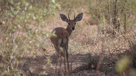 Steenbok 向后看图片