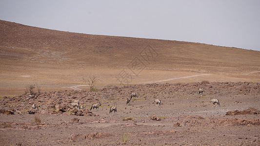 在一个干燥的热带草原上哺乳动物晴天野生动物荒野灰尘羚羊宝石动物岩石图片