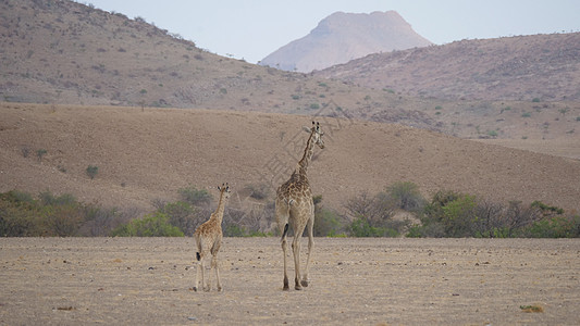 母亲和婴儿长颈鹿在干草原上散步图片