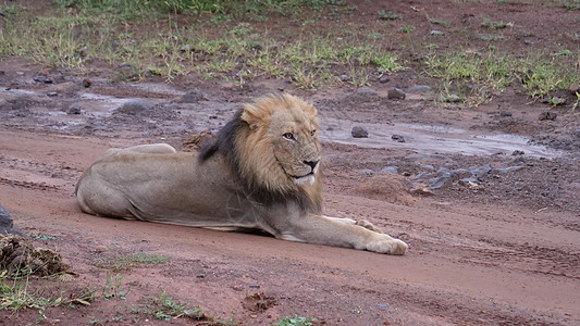 雄狮躺在泥土路上动物狮子旅行环境荒野森林泥路哺乳动物野生动物图片