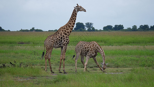 Giraffe从池塘里喝水场地荒野天空动物牧场男性绿色野生动物哺乳动物乡村图片