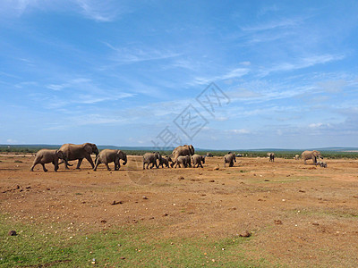 一群大象向水池行进背景图片