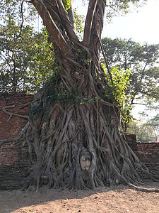 在Wat Maha的树根上的佛头佛教徒寺庙图片