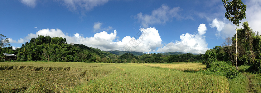 大米田地全景爬坡绿色小路农业图片