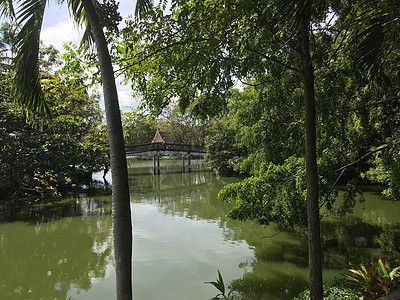 斯里兰卡公园植物园图片
