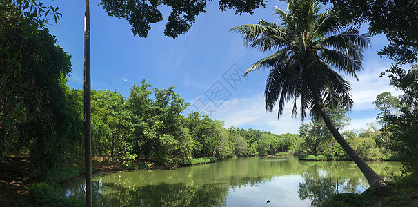公园棕榈树和湖反射全景植物园图片