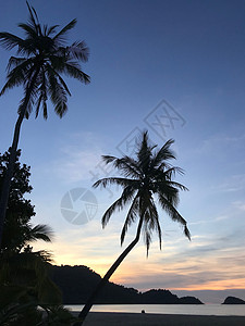 棕树和日落假期海洋旅行热带天空夫妻蓝色天堂海岸棕榈图片