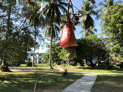 Koh Mook岛一棵树上的腰果图片