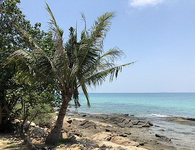 泰国Koh Samed棕榈树背景图片
