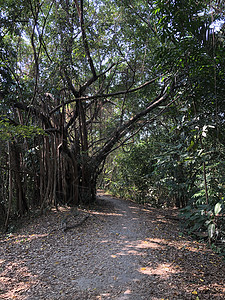 公园和植物园图片