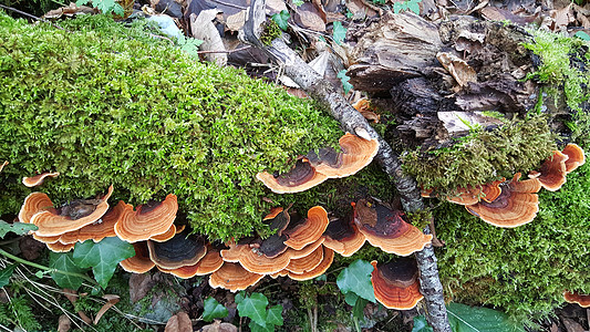 树上的蘑菇峡谷菌类森林苔藓图片
