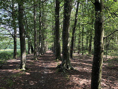 纳图尔松尼埃塔普森林森林背景图片
