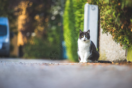 可爱的猫坐在路上 背景模糊不清 背景多彩绿色街道短发木头木板享受动物睡眠图片