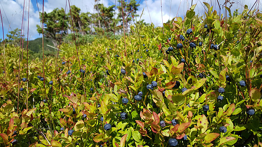 Geiranger国家公园蓝莓食物地区蓝藻风景植物假期风暴峡湾图片