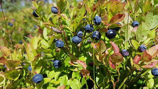 Geiranger国家公园蓝莓峡湾食物地区植物风暴假期风景蓝藻图片