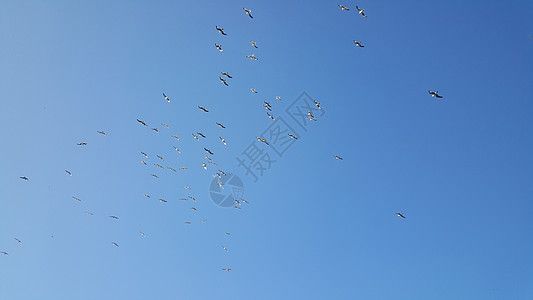 天空中的海鸥群图片