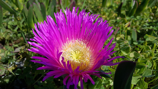 海无花果花粉色果花植物图片