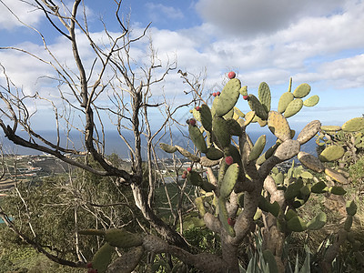 阿鲁卡斯山仙人掌植物爬坡图片