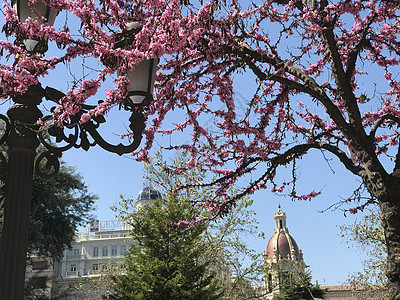树苗在花中广场天空粉色市政建筑中心城市信息晴天旅游图片