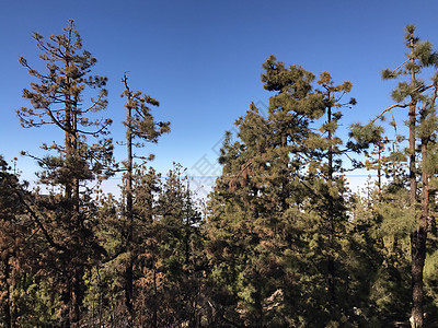 云层之上的森林太阳火山图片