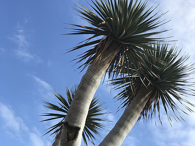 龙树天空海滩图片