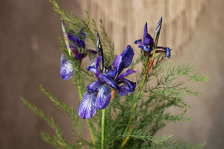 野生田地植物布束在背景上植物学乡村生长蓝色宏观异国美丽草药叶子植物群图片