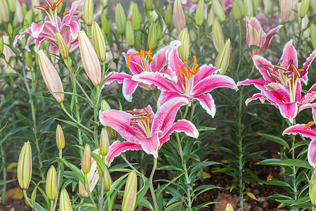 在泰国清莱花节上 粉红莉莉花朵盛开得漂亮植物学庆典花园花瓣植物叶子婚礼花束植物群百合图片