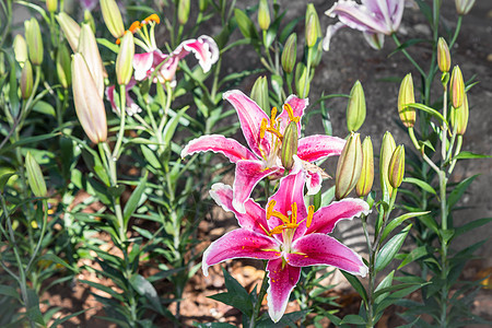 在泰国清莱花节上 粉红莉莉花朵盛开得漂亮婚礼花瓣叶子邀请函百合植物花束热带植物群花园图片