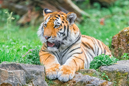青孟加拉虎在绿草上毛皮爪子眼睛森林野猫荒野晶须老虎食肉猫科图片
