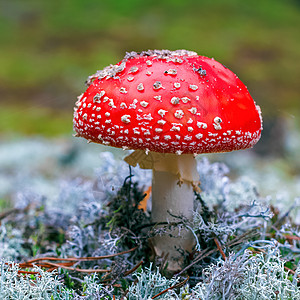 有毒蘑菇树木橙子锥体斑点木头公园毒蝇生长植物菌类高清图片