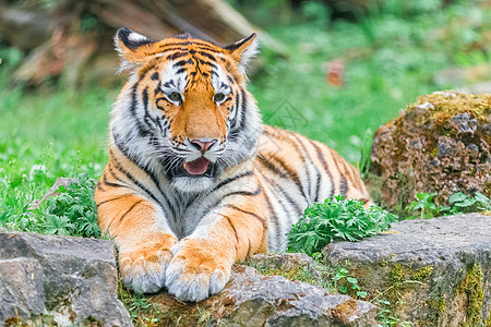 青孟加拉虎在绿草上热带哺乳动物毛皮眼睛动物鼻子老虎爪子牙齿野猫图片