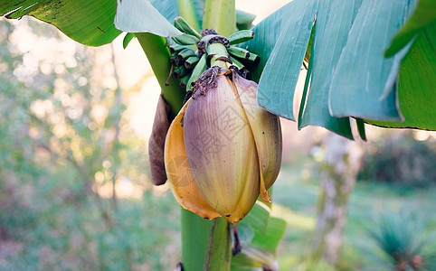 浅光模糊背景的香蕉花朵热带树叶植物学植物群花园绿色植物背景图片
