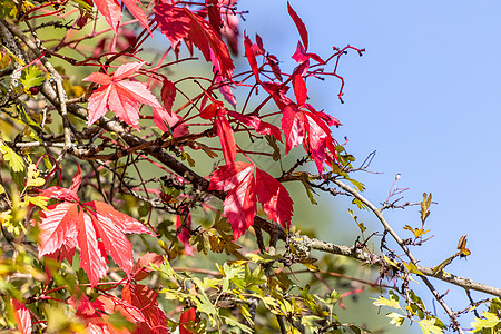 红色的天空秋天大自然中的彩叶阳光时间晴天普照树叶天空叶子收获太阳绿色背景