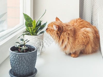 可爱的姜猫在室内嗅植物 有景天树和虎尾兰的花盆 毛茸茸的宠物闻到白色窗台上的多汁植物 和平的植物学爱好 在家园艺动物猫咪肉质绿色图片