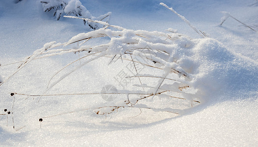 干草在白雪皑皑的自然景观重压下弯曲降雪季节植物群环境植物蓝色墙纸体重压痛荒野图片