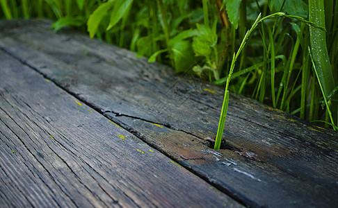 草正在冲破木板 木板码头 破板条的老灰色木板条和绿草图片