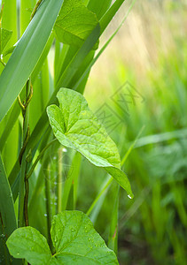 常春藤缠绕在绿色灌木丛中的茎上 春天潮湿的新鲜感 天然产物的背景图片